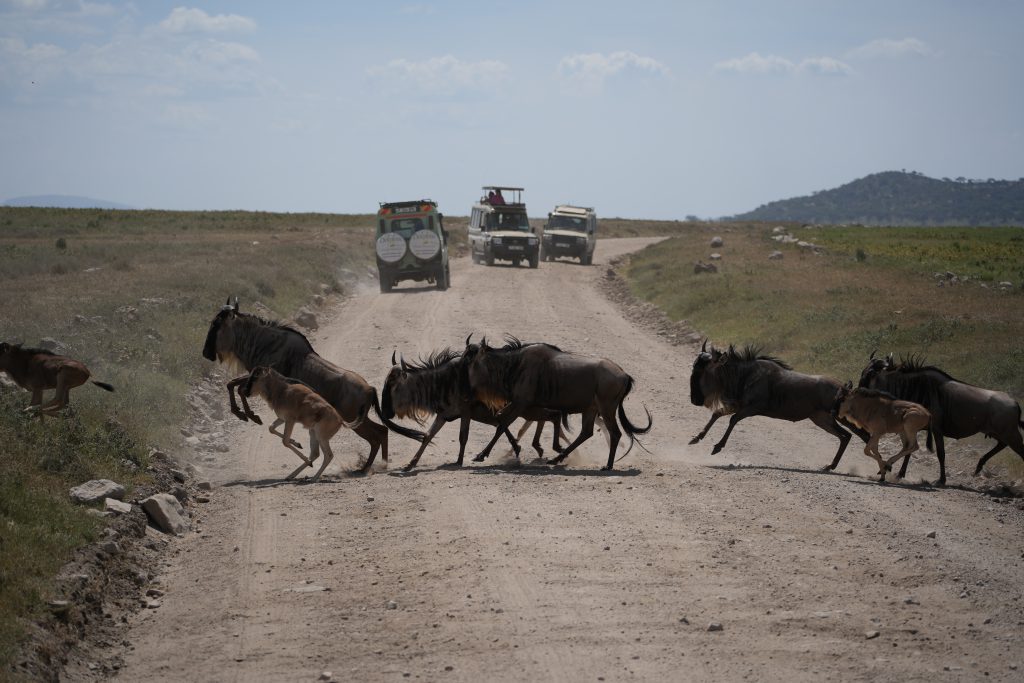 Safari Africa